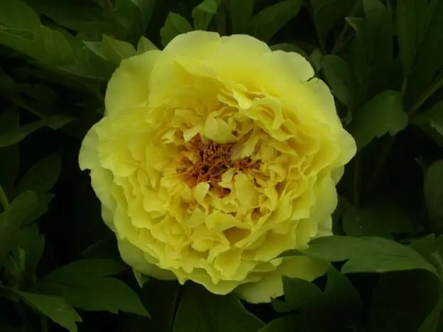 Peony yellow: photo and description of varieties