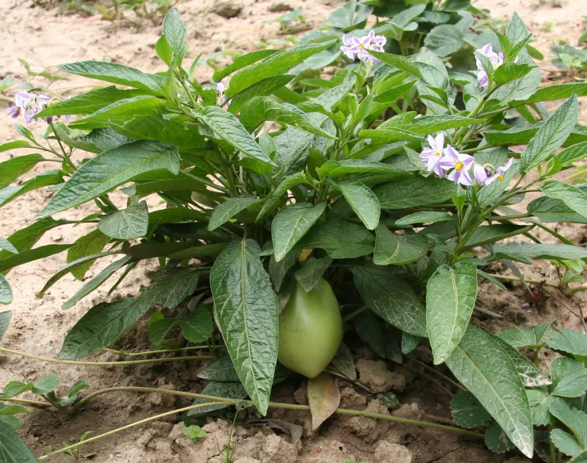 Pepino: what is this plant