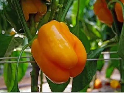 Pepper Admiral Kolchak F1