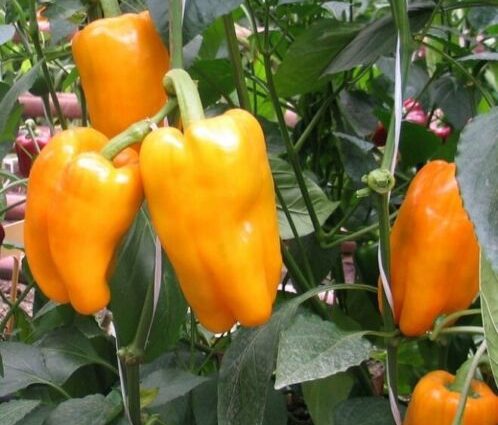 Pepper Apricot favorite