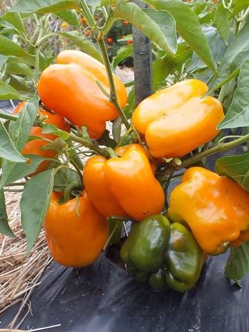 Pepper Big Mama: characteristics and description of the variety