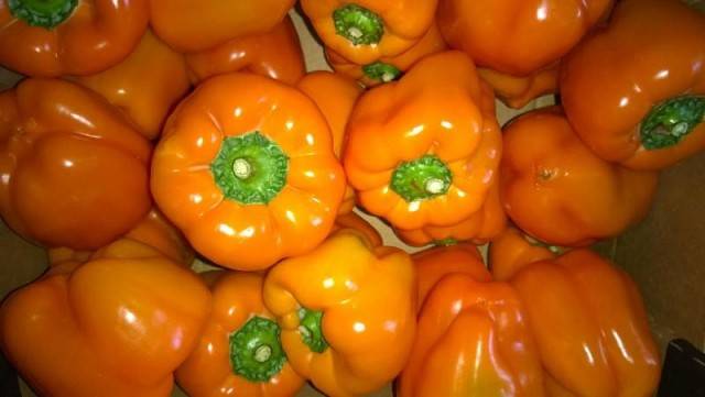 Pepper Big Mama: characteristics and description of the variety