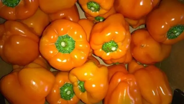 Pepper Big Mama: characteristics and description of the variety