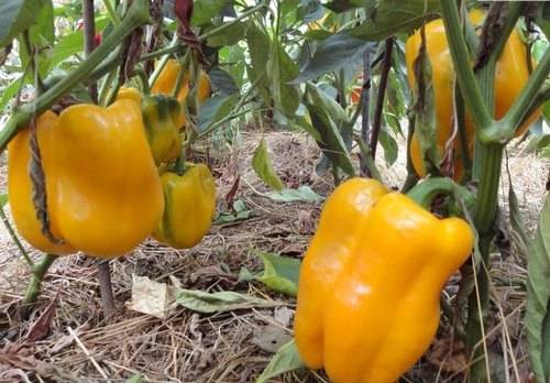 Pepper Big Mama: characteristics and description of the variety