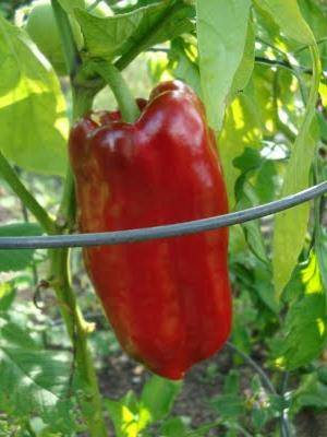 Pepper Bison Red