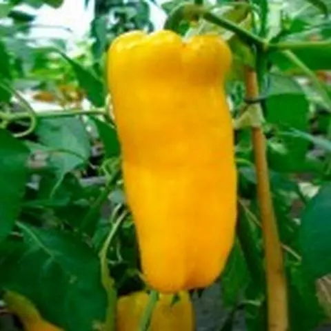 Pepper Bison yellow