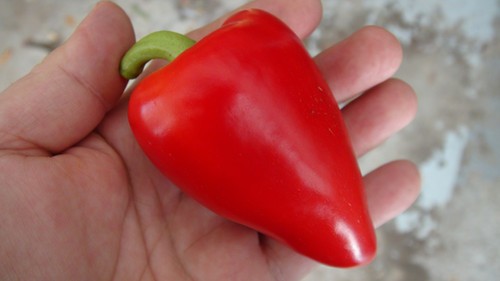 Pepper Bull&#8217;s Heart