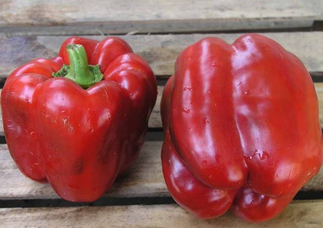 Pepper Claudio F1: characteristics and description of the variety