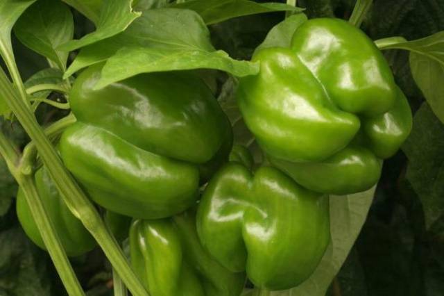 Pepper Claudio F1: characteristics and description of the variety