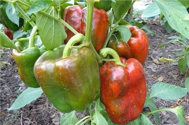 Pepper Claudio F1: characteristics and description of the variety