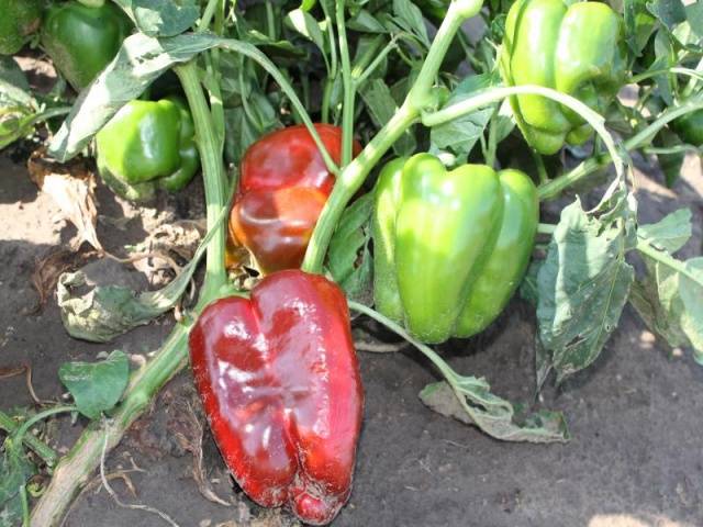 Pepper Claudio F1: characteristics and description of the variety