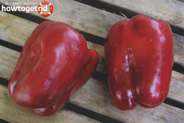 Pepper Claudio F1: characteristics and description of the variety