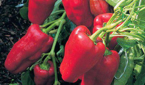 Pepper Flight: characteristics and description of the variety