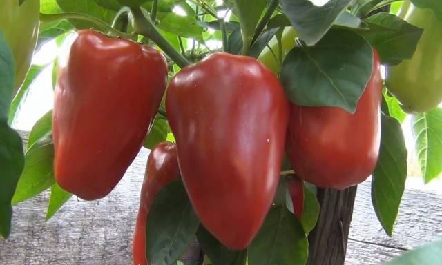 Pepper Flight: characteristics and description of the variety