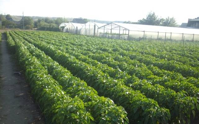 Pepper Flight: characteristics and description of the variety