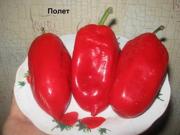 Pepper Flight: characteristics and description of the variety