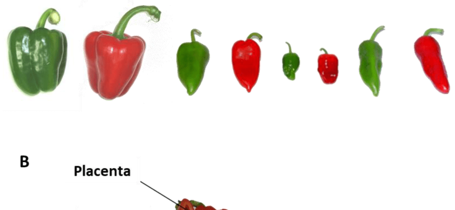 Pepper Flight: characteristics and description of the variety