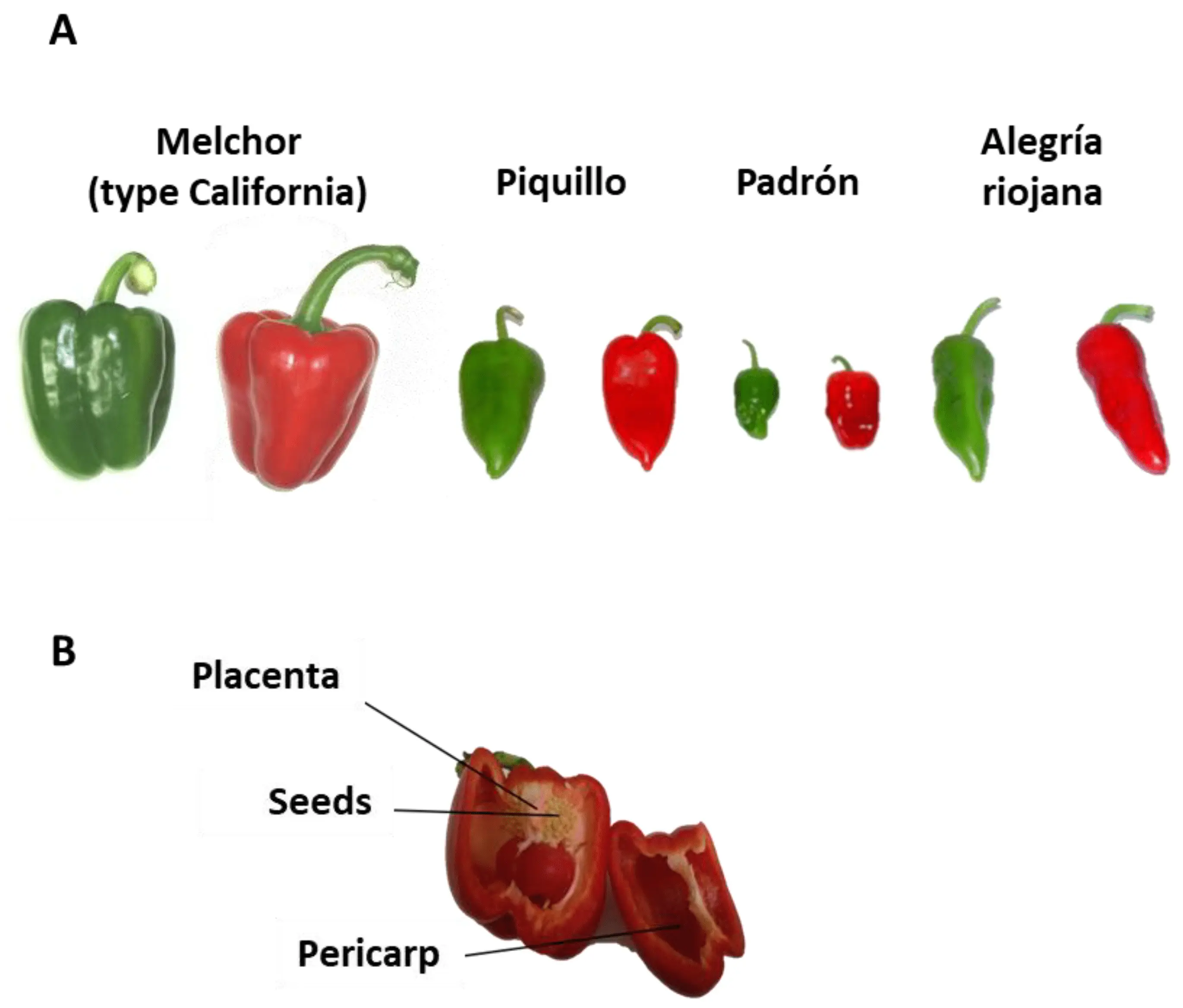 Pepper Flight: characteristics and description of the variety