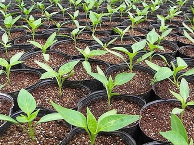 Pepper for a greenhouse in the suburbs