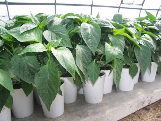 Pepper for a greenhouse in the suburbs