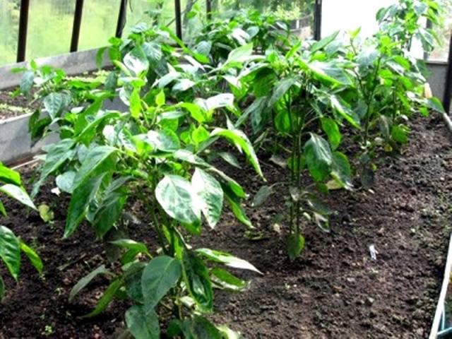 Pepper for a greenhouse in the suburbs