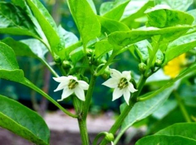 Pepper for a greenhouse in the suburbs