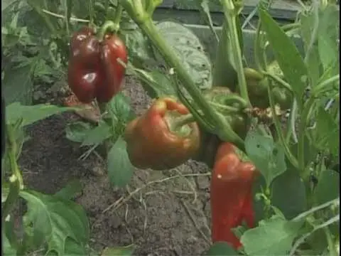 Pepper for a greenhouse in the suburbs