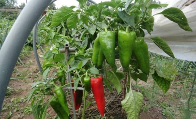 Pepper for a greenhouse in the suburbs