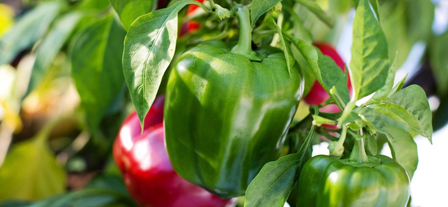 Pepper for a greenhouse in the suburbs