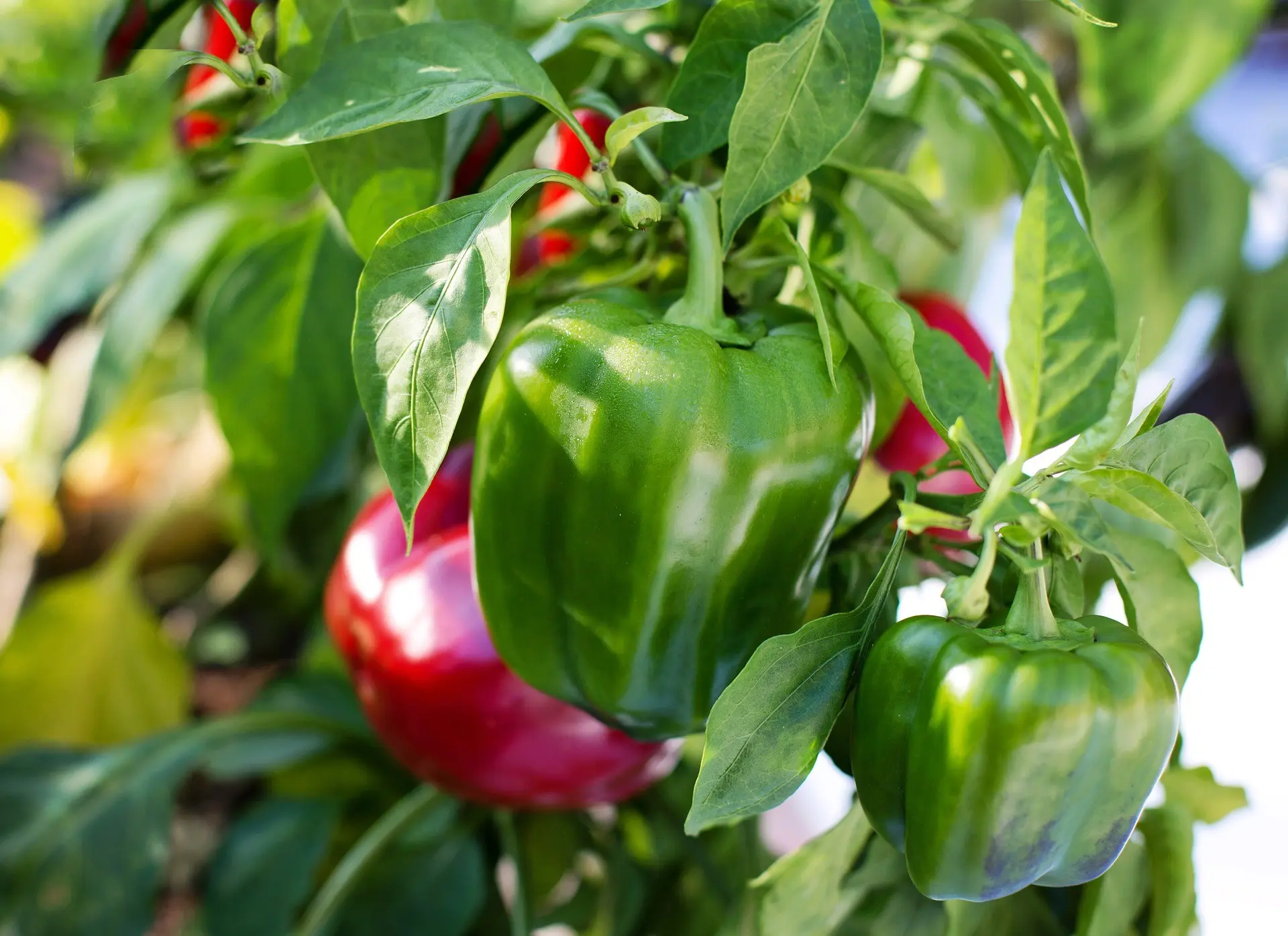 Pepper for a greenhouse in the suburbs