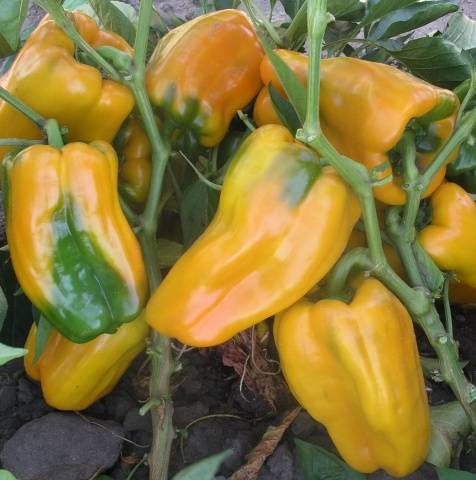 Pepper Gemini F1: description + photo