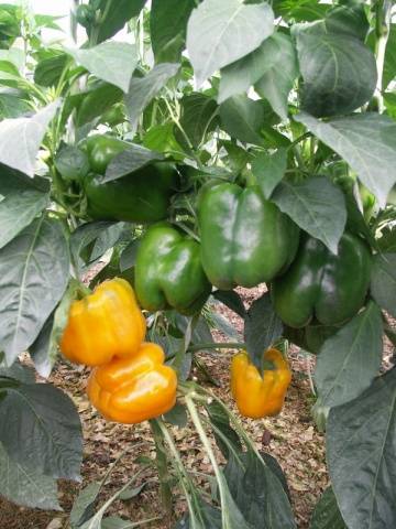 Pepper Gemini F1: description + photo