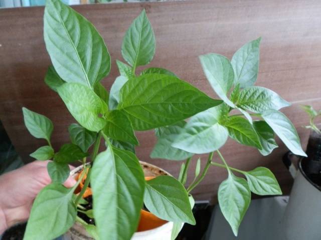 Pepper Gemini F1: description + photo