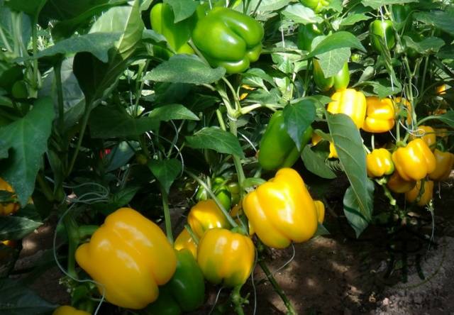 Pepper Giant yellow F1