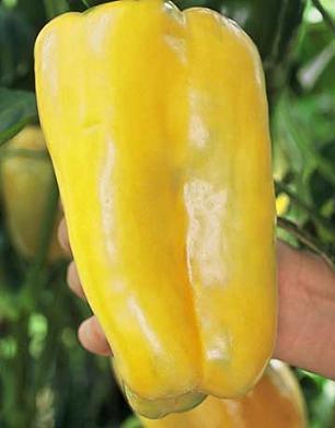 Pepper Giant yellow F1