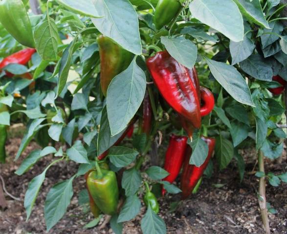 Pepper Gift of Moldova: reviews + photos