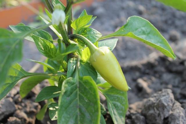 Pepper Gift of Moldova: reviews + photos