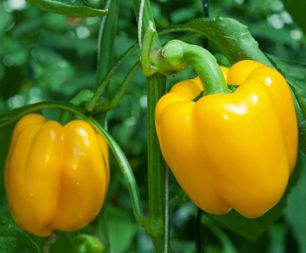 Pepper Growing: Secrets and Expert Advice