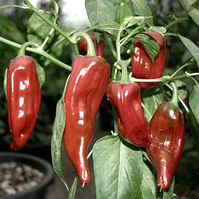 Pepper Growing: Secrets and Expert Advice