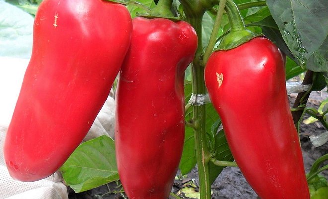 Pepper Growing: Secrets and Expert Advice