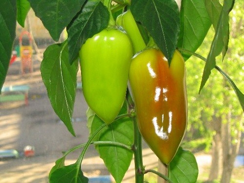 Pepper Growing: Secrets and Expert Advice