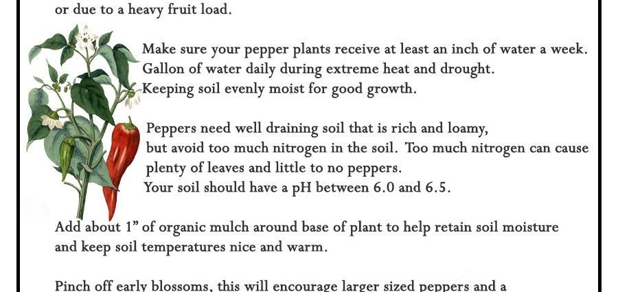 Pepper Growing: Secrets and Expert Advice