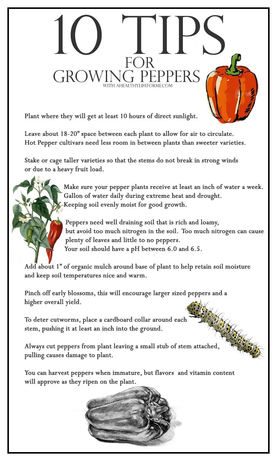 Pepper Growing: Secrets and Expert Advice