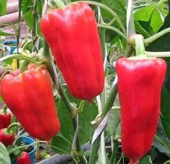 Pepper Health: reviews, photos, yield