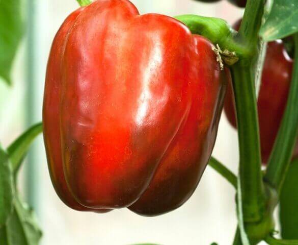 Pepper Jupiter F1