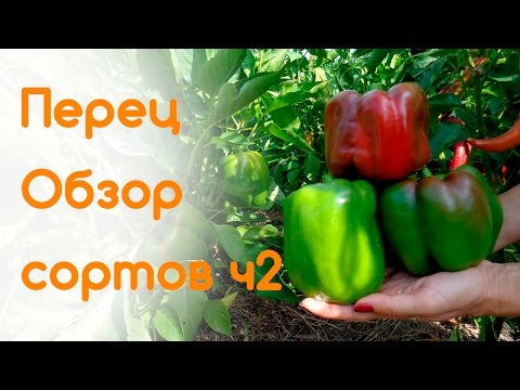 Pepper Jupiter F1