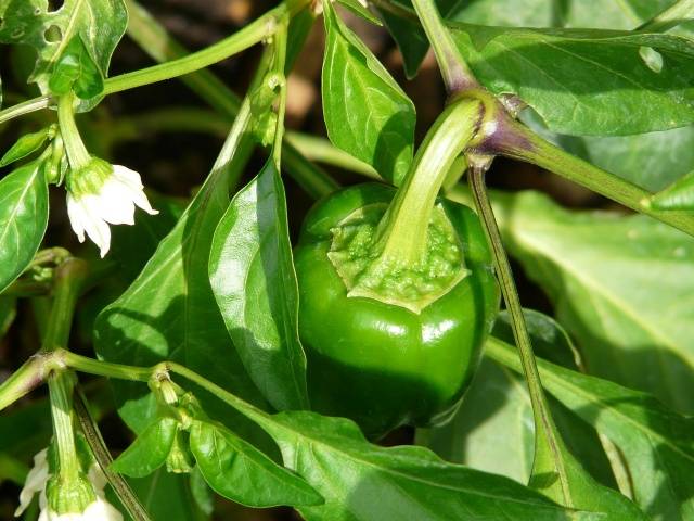 Pepper Jupiter F1