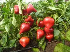 Pepper Lesya: description, yield