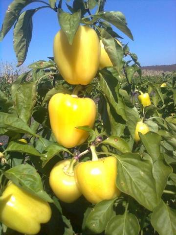 Pepper Madonna F1