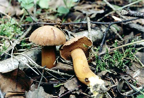 Pepper mushroom (Chalciporus piperatus) photo and description
